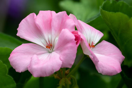 Spring Pink Blooms