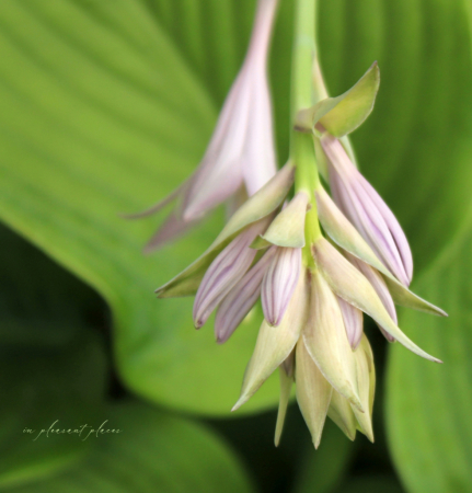 Seedling