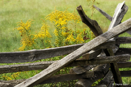 Last Of The Goldenrod