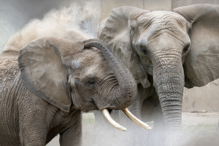 Dust Bath