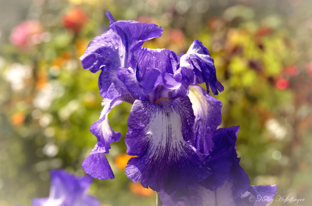Purple Pops