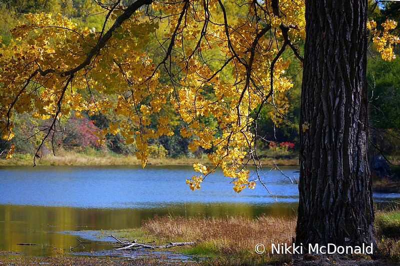 Fall at Two Rivers