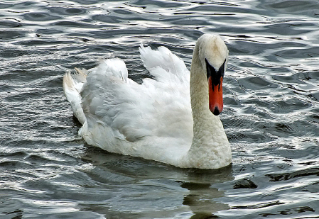 A Single Swan