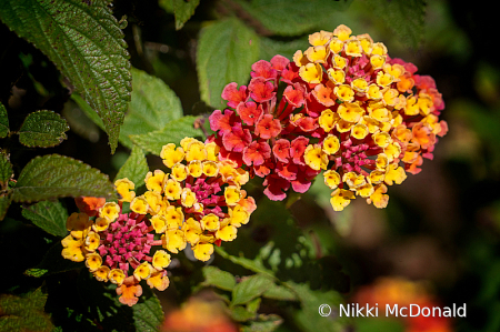 Lantana