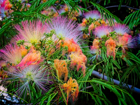 Mimosa Tree