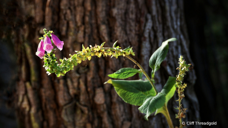 Foxglove