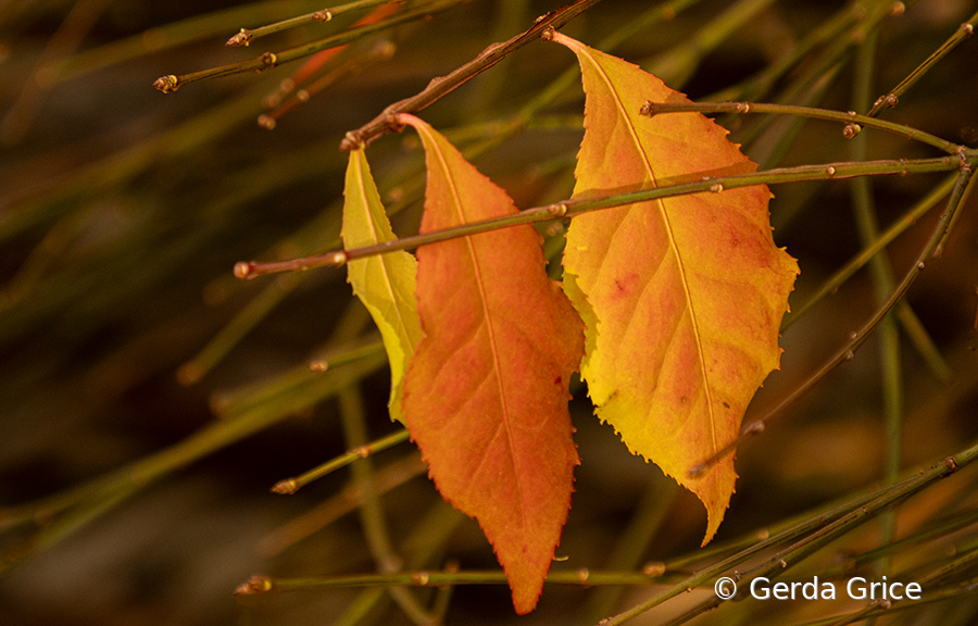 Last Stage of Autumn's Glory