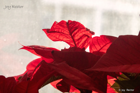 Poinsettia