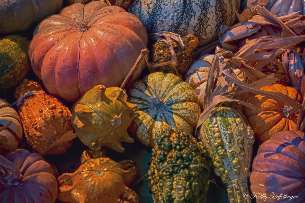 Gourds O' Plenty - ID: 16087516 © Kelley J. Heffelfinger