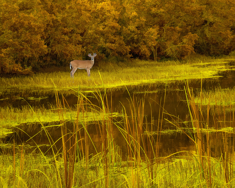 Enjoying Conservation