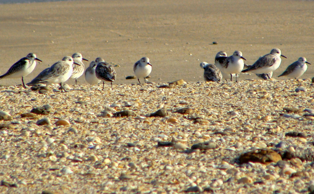 BIRDS' GATHERING II