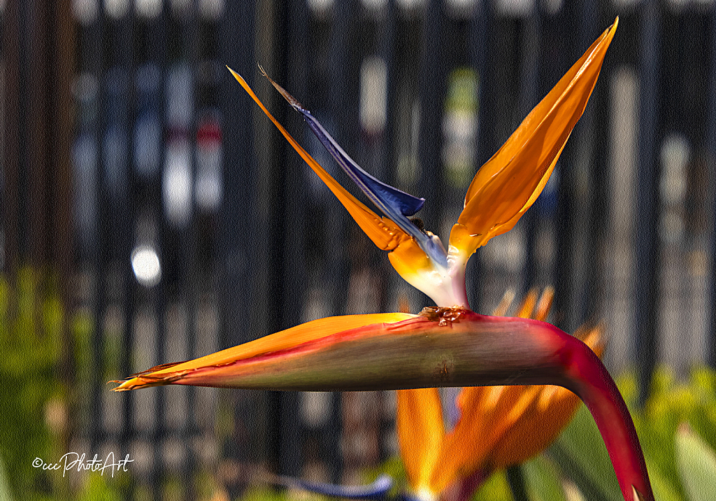 Birds in Paradise - ID: 16087539 © Candice C. Calhoun