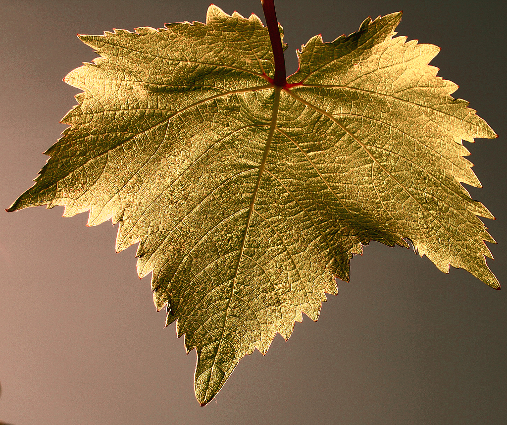 Vine Leaf in metallic hue.
