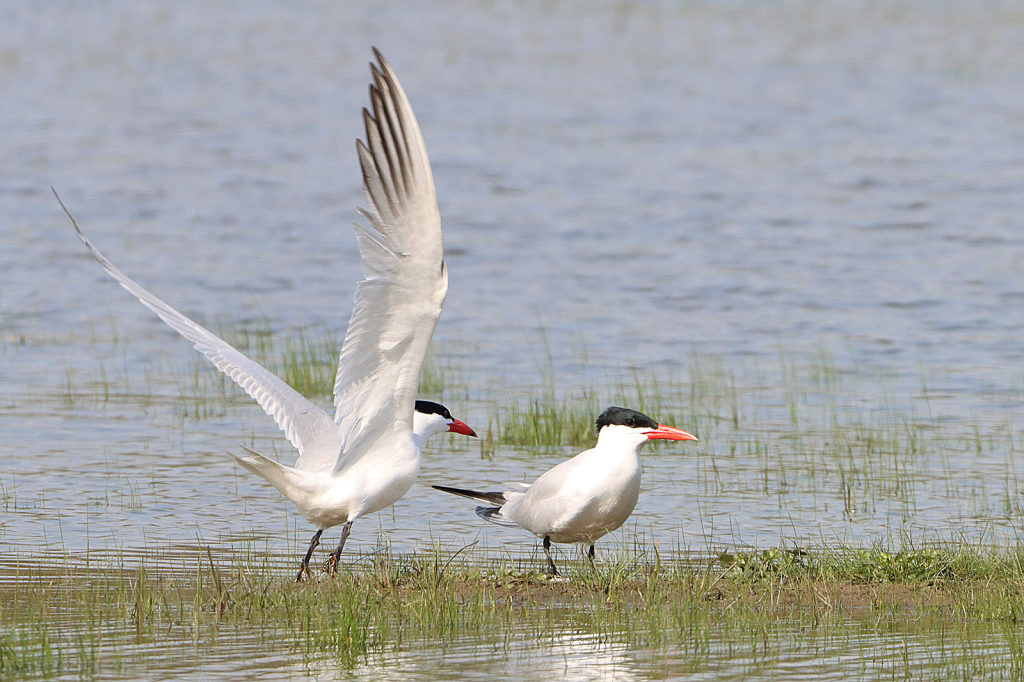 Tern Lift Off