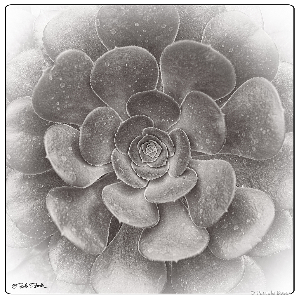 Succulent Symmetry  - ID: 16087659 © Pamela Bosch