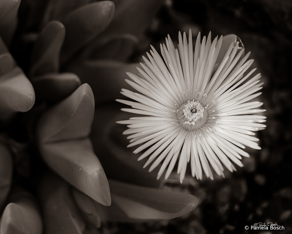 Delicate Ice Plant Spring Bloom - ID: 16087665 © Pamela Bosch