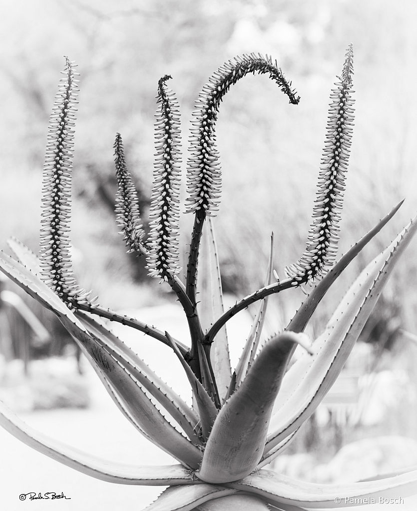 Tree Aloe - ID: 16087666 © Pamela Bosch