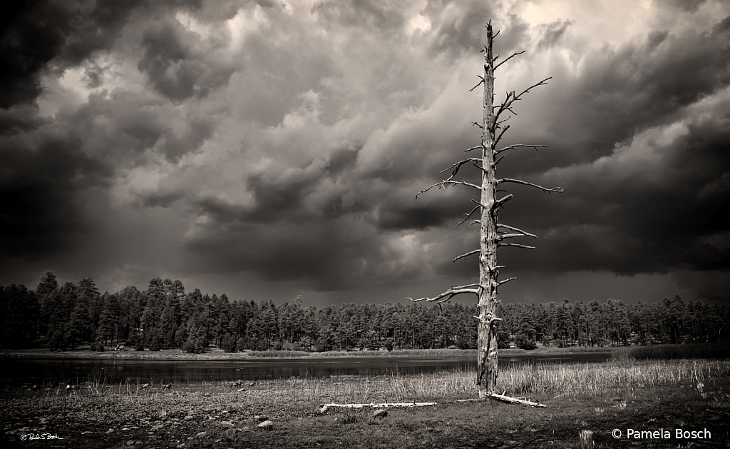 Stormy - ID: 16087667 © Pamela Bosch