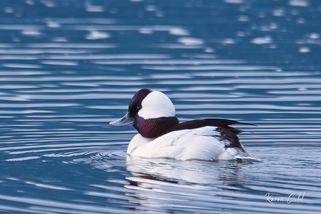 Bufflehead 