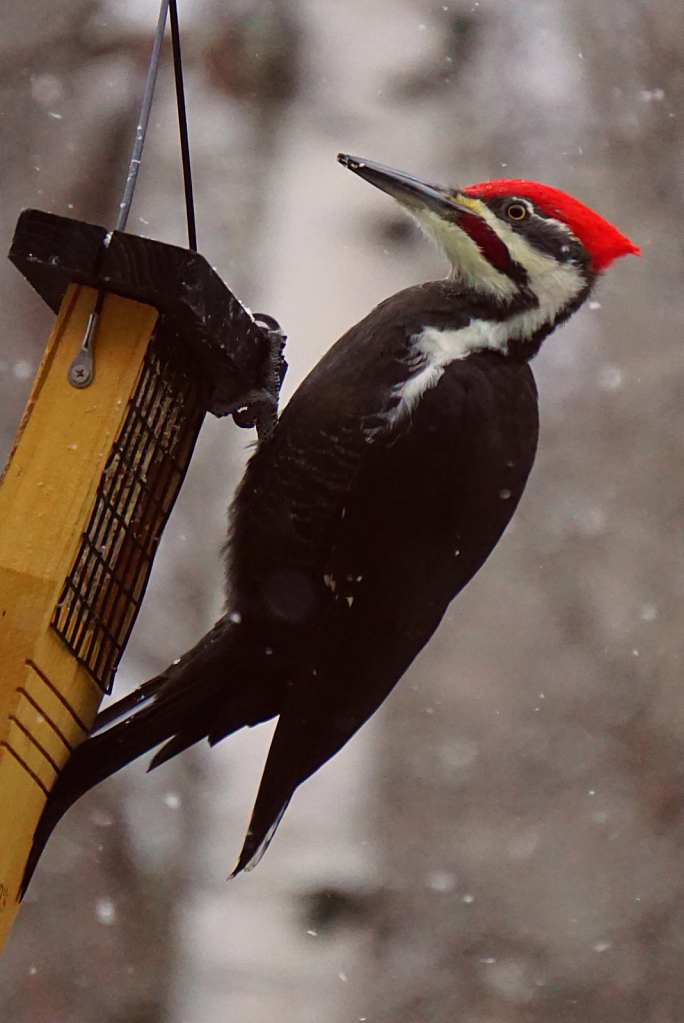 Pileated woodpecker