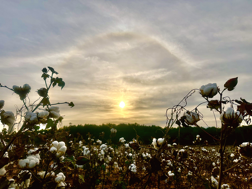 Whirling rainbow above cotton field  - ID: 16087696 © Elizabeth A. Marker