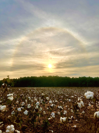Whirling rainbow beyond the cotton field