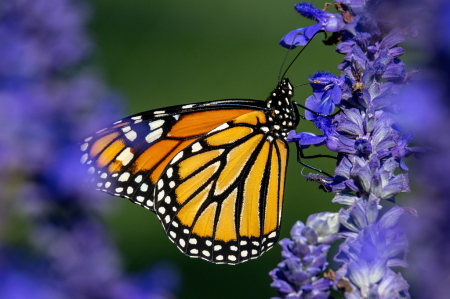 Monarch and Purple