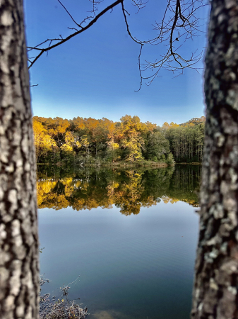 View beyond the trees 