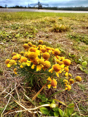 Tiny batch of wild flowers on an airfield 