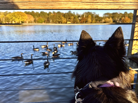 Morrigan watching the geese