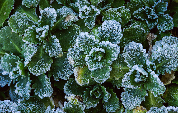 First Touch of Snow