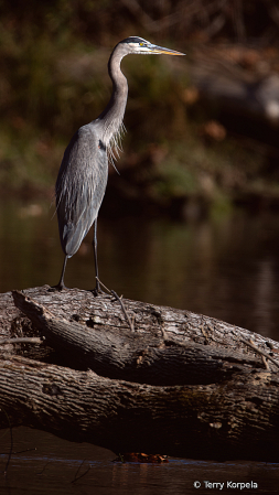 Great Blue Heron