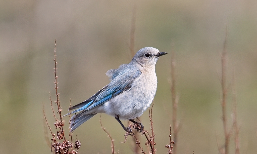Female Mountain Blue Bird