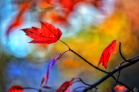 Hanging on to Autumn
