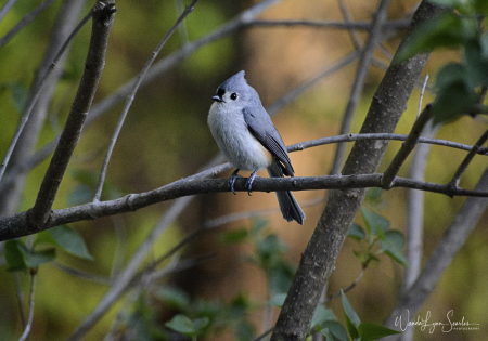 Tufted Titmouse