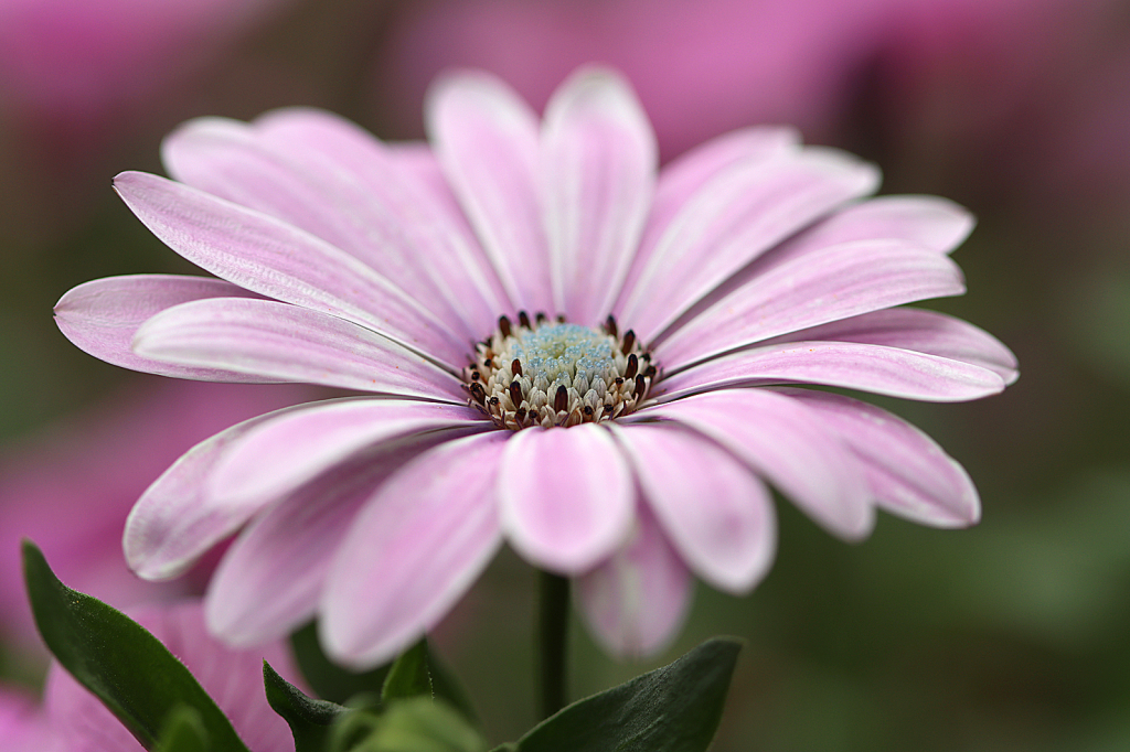 African Daisy