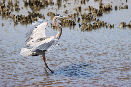 Great Blue Heron