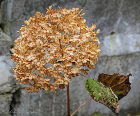 Hydrangea in November