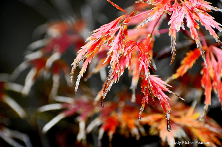 a cascade of Japanese Maple leaves.....