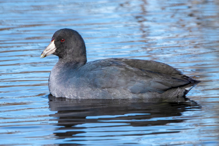 American Coot