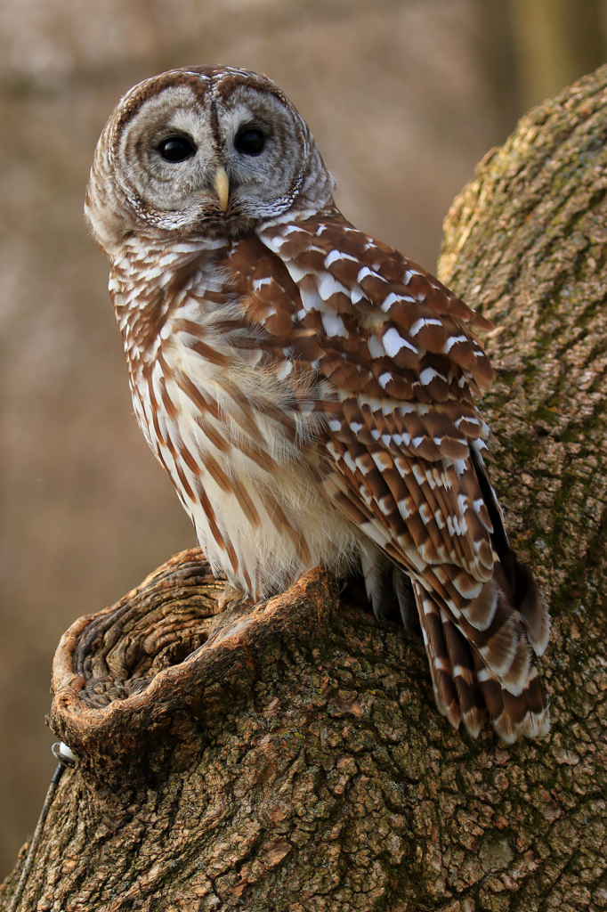 Barred Owl