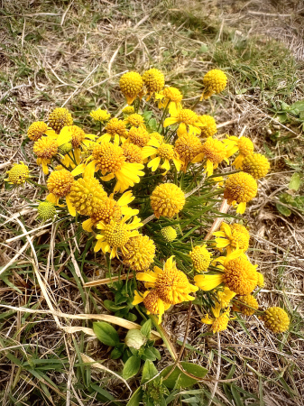 Yellow beauties