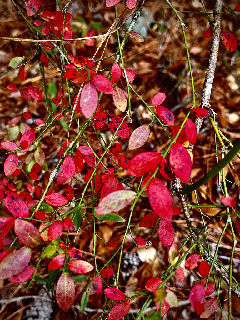 Radiant red foliage - ID: 16088165 © Elizabeth A. Marker