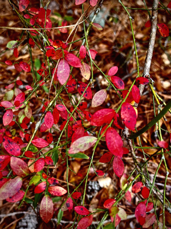 Radiant red foliage