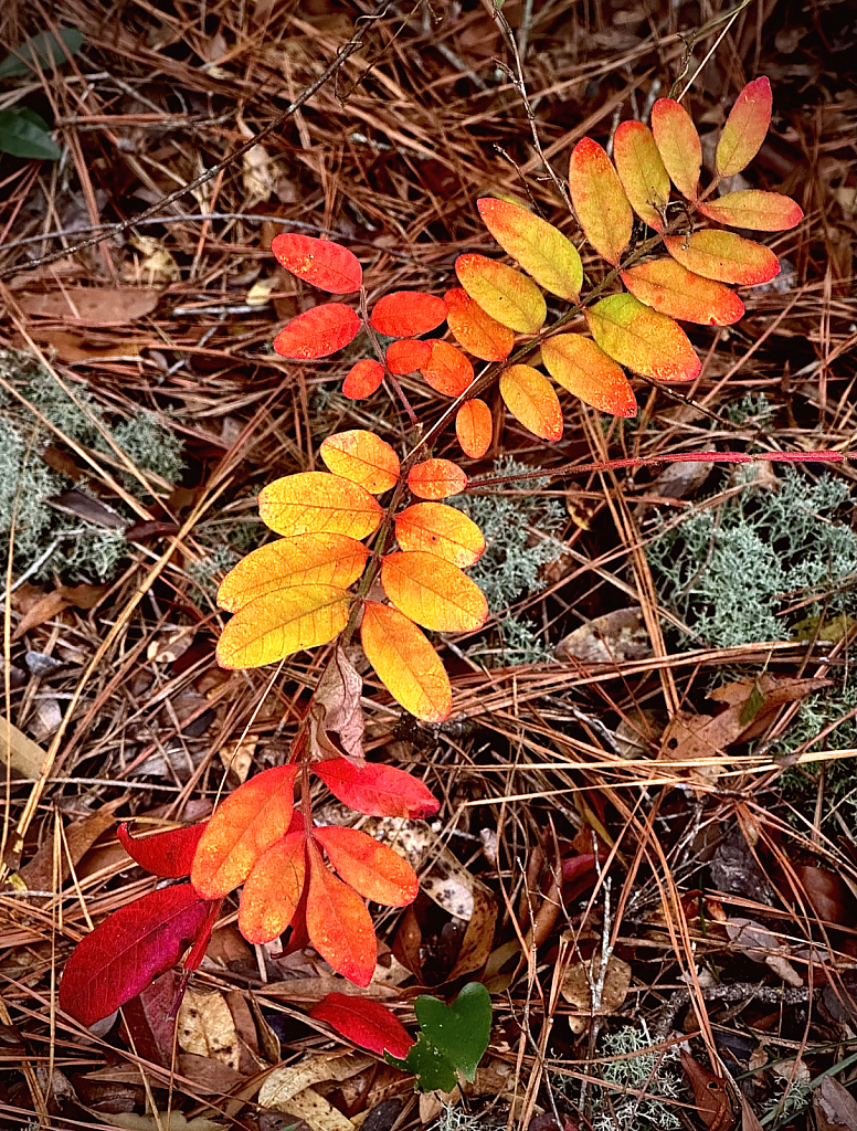 Fall foliage aflame  - ID: 16088167 © Elizabeth A. Marker