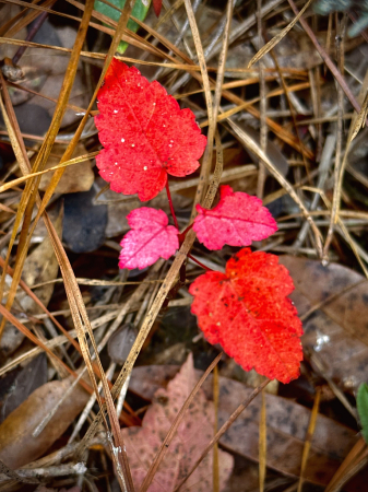 Red Maple sappling