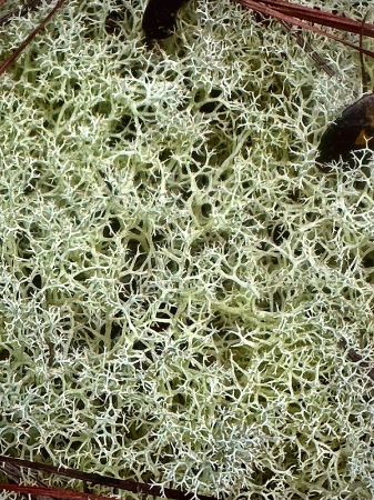 Reindeer lichen