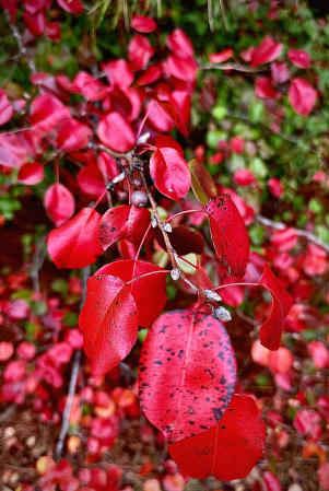Red fall leaves