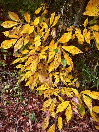Brilliant Yellow Folage