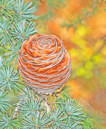 Atlas Cedar tree Cone.